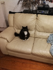 Luci