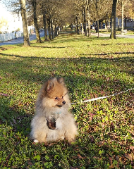 Photo de Tibiscuit