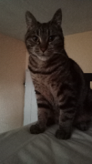 Debby