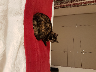 Photo de Pépite