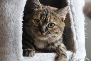Nala
