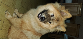 Photo de Tango