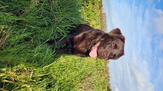 TONKA