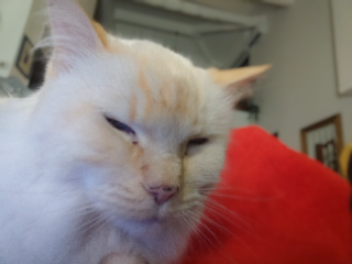 Photo de Clyde