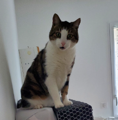 Photo de Captain
