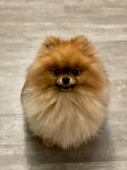 Pablo