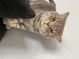 Nori