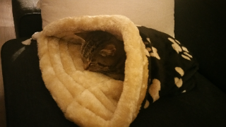 Poupette