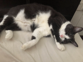 Filou