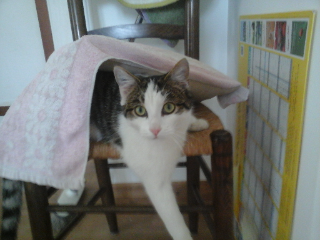 Bandit