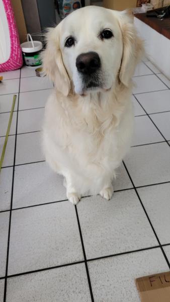 Photo de MARLEY