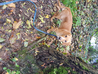 Photo de Thor