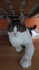Cléo
