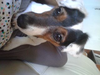 Photo de Misty
