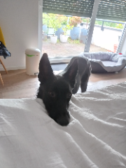 Jack