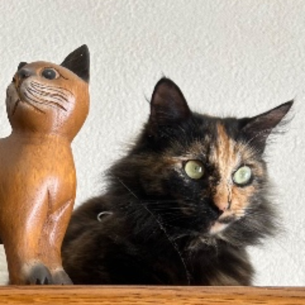Photo de Tsuki