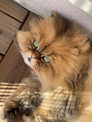 PERCY