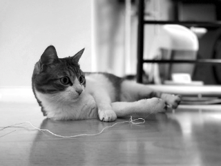 Photo de Nondine