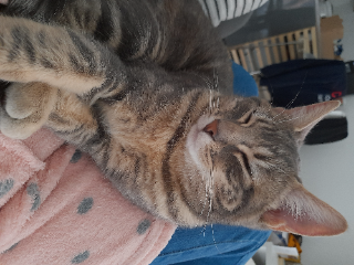 Choupette