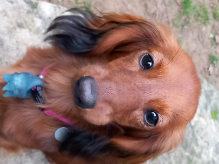 Photo de Bella