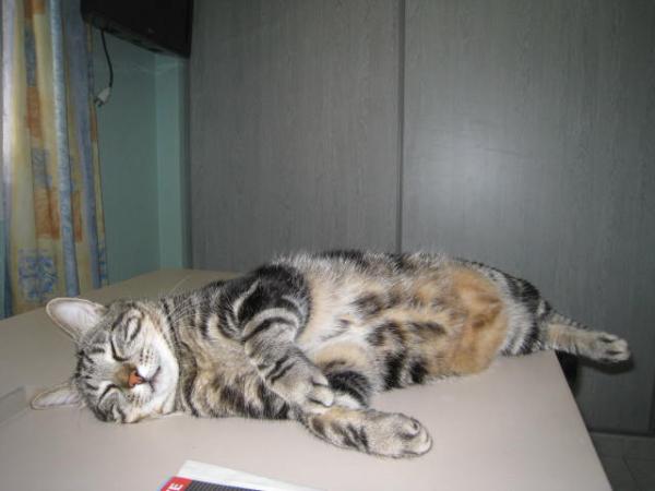 Photo de Tigrou