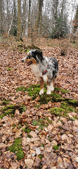 Photo de Balou
