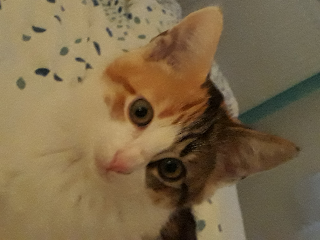 Frimousse
