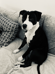 Photo de Laika