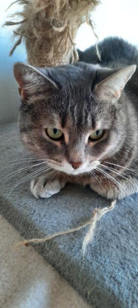 Mya