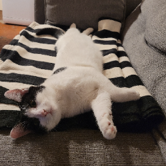Photo de Luna