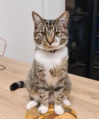 Photo de Tigrette
