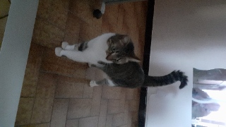 Photo de Nougatine