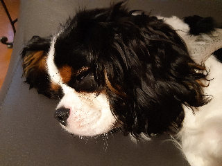 Peanut
