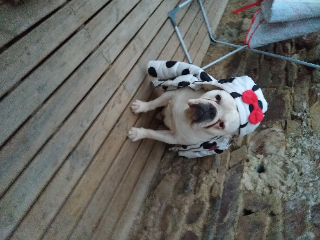 Léon