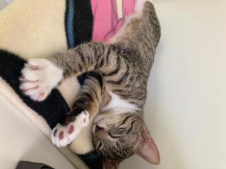 Photo de Snowflake