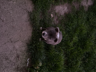 Photo de Shelby
