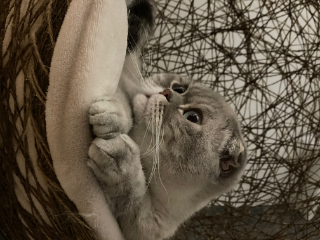 Photo de Pepper