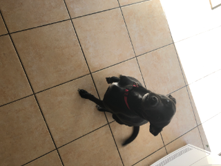 Photo de Pepita
