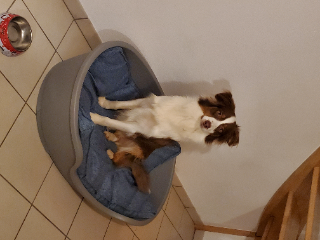 Photo de Tosco