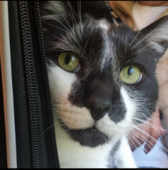 Photo de KIWI