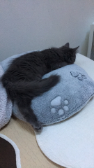 Photo de gribouille