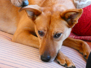 Chipie