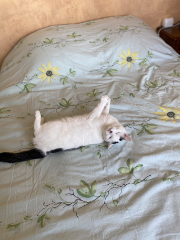 Photo de Salsa