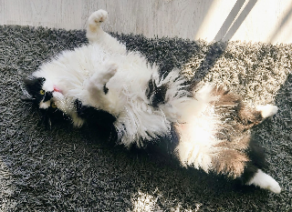 Titi