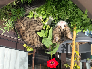 Photo de Moka