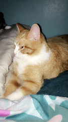Noé