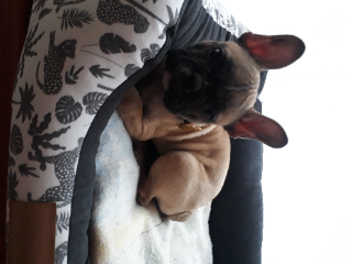 Photo de Toupie
