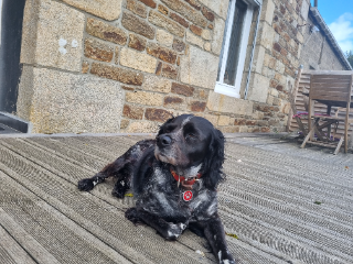 Jessie