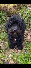 Photo de Ringo