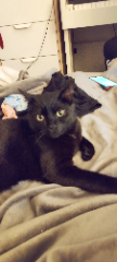 Photo de Shadow